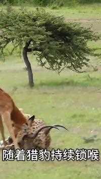 猎豹成功捕获到一只羚羊，赶紧呼唤小猎豹们一起享受美餐！#野生动物零距离#动物世界#神奇动物 #猎豹