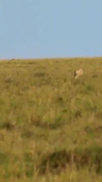 羚羊被一只经验丰富的猎豹抓住，太绝望了！#动物世界#猎豹#羚羊#野生动物#精彩片段