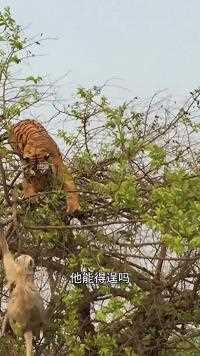 老虎在饥饿的驱使下，竟然跑到树顶抓猴子，结果被摔了个半身不遂！#老虎#猴子#动物世界#精彩片段#野生动物零距离