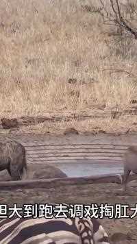胆大的疣猪竟然跑到三只鬣狗面前装杯，它的结局会如何呢！#动物世界#野生动物零距离#疣猪#鬣狗#神奇动物 
