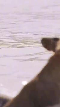 小鹿被凶猛的豺狗群堵在水里无处可逃，太绝望了！#动物世界#野生动物零距离#鹿#狗狗#精彩片段
