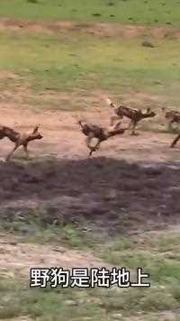 水鹿遭到一大群野狗追击，只能躲在小树丛中瑟瑟发抖！#动物世界#野生动物零距离#野狗#神奇动物 #精彩片段