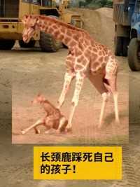 长颈鹿妈妈太笨，踩死自己的孩子！