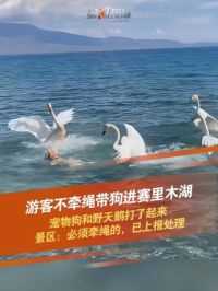 6月12日，新疆维吾尔自治区博尔塔拉蒙古自治州，网友发布视频表示，有游客不牵绳带狗进赛里木湖，宠物狗入湖和野生天鹅打了起来。
