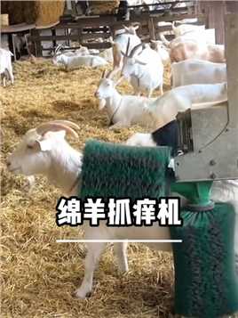 国外农场的绵羊自动抓痒机，小羊舒服的眼睛都睁不开了