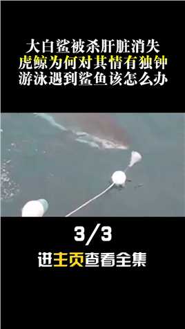 海洋中的“顶级杀手”，五头大白鲨接连惨死，谁将大白鲨一招击杀#大白鲨#虎鲸##海洋生物 (3)