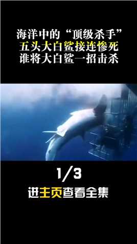 海洋中的“顶级杀手”，五头大白鲨接连惨死，谁将大白鲨一招击杀#大白鲨#虎鲸##海洋生物 (1)