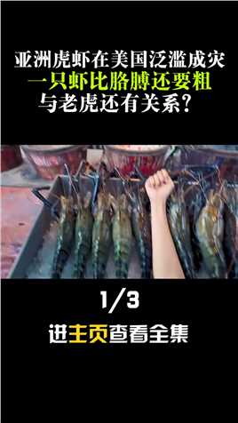 亚洲虎虾在美国泛滥成灾，一只虾比胳膊还要粗，与老虎还有关系？#亚洲虎虾#海鲜#入侵物种# (1)