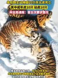 阜阳野生动物园20只东北虎死亡，其中成年虎10只，幼虎10只。林业局通报：曾五次要求整改，目前调查仍在继续