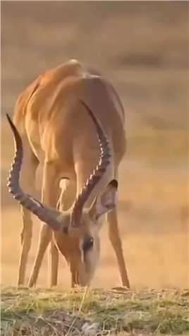 被花豹偷袭的羚羊 #精彩的动物世界 #野生动物零距离 #野性大自然
