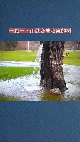 一颗一下雨就变成喷泉的树 