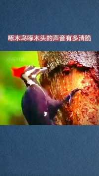 体验一下啄木鸟啄木头的清脆声音