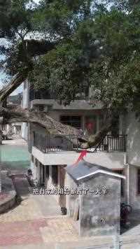 广东最有爱心的房主，一根树枝长到了他家阳台上，房主没有将它砍掉，如果换着是你，你会将它砍掉吗？#这是一个特别的树#千年古树#神奇的树#老树