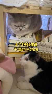 哈哈哈哈哈哈又吵架了#猫 #猫咪打架日常 #小猫咪有什么坏心眼 