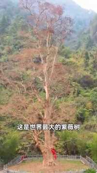 贵州居然有世界最大的紫薇树！有1380年历史！堪称植物界活化石！