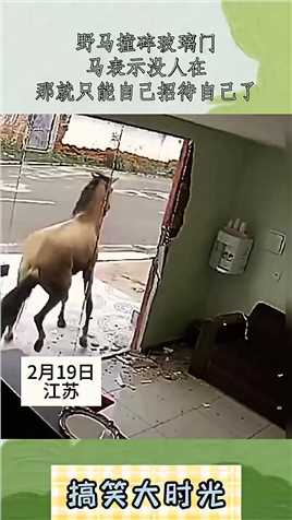 野马撞碎玻璃门，马表示没人在，那就只能自己招待自己了！