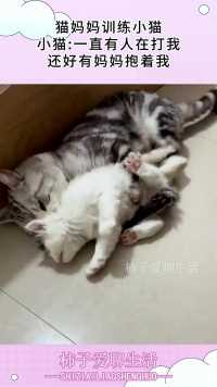 猫妈妈训练小猫，小猫：一直有人在打我，还好有妈妈抱着我！