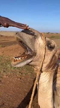 骆驼为什么吐口水