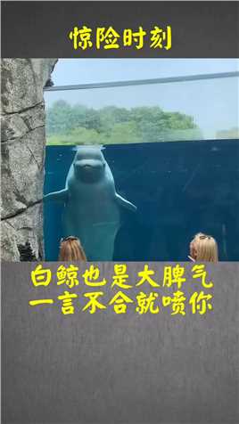 不要在动物园惹白鲸 