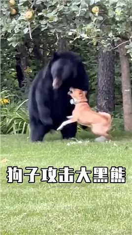 黑熊闯入人类花园，狗子强势驱赶300公斤大黑熊 动物精彩瞬间 动物奇闻 动物成精
