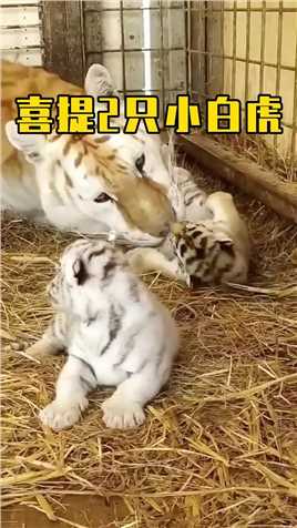温馨一幕，虎妈妈喜提两只新生小白虎 可爱动物 动物幼崽 老虎