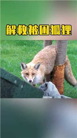人与动物 动物救助 狐狸