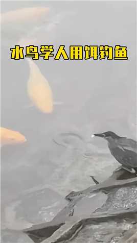 水鸟智商惊人，会学人类用饵钓鱼   精彩动物世界
