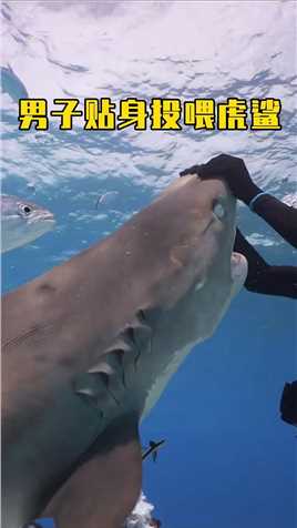 男子贴身投喂虎鲨，还和虎鲨亲密互动 人类与动物和谐相处 动物奇闻 动物成精