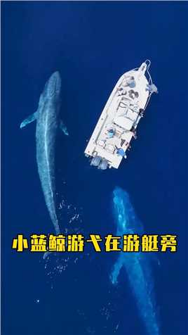 蓝鲸母子惊现在游艇旁，画面太壮观了   动物与自然