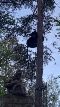 熊崽子被追杀，慌不择路的爬上了猎人的狩猎隐藏点
