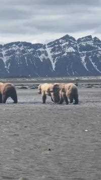 科迪亚克岛，两头可爱的小熊熊长大了！#国外合法拍摄国内请勿模仿