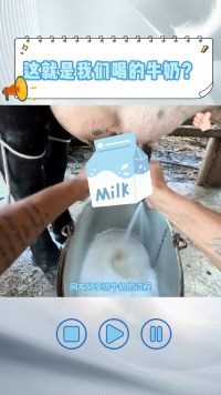 你们知道奶牛为什么会一直产奶吗.