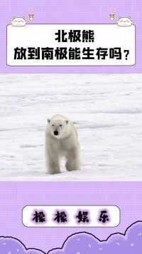 北极熊放到南极能生存吗？