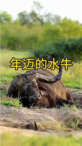 年迈水牛的最后时光！ #野生动物 #水牛