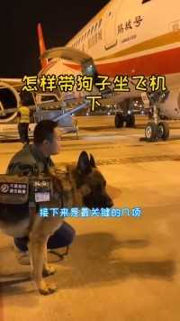 71 带救援犬西西坐飞机（二）#我在QQ涨知识  #有趣的事分享给有趣的人
