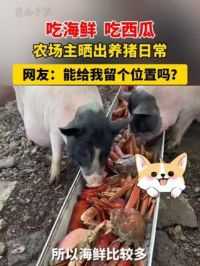 吃海鲜，农场主晒出养猪日常。网友：能给我留个位置吗？