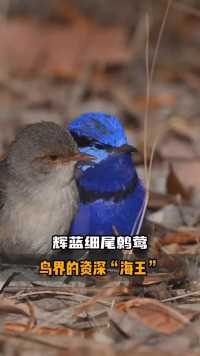 鸟界里的资深“海王”-辉蓝细尾鹩莺 