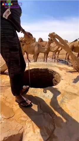 原来骆驼竟然是这样喝水的，但是怎么感觉那里怪怪的呢？