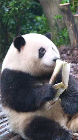 大熊猫和花 ：姨姨们别怕咱家大业大，随便吃！