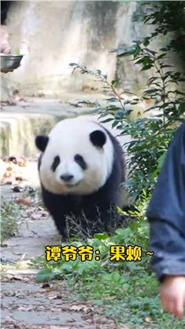 大熊猫和花 ：爷爷奶妈！别着急花花来啦~