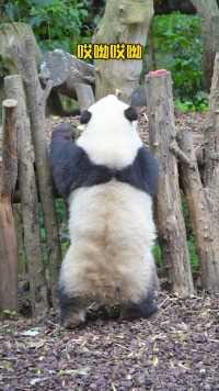 大熊猫和花 ：明明一米八大长腿，你居然说短？