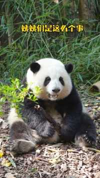 大熊猫和花 ：姨姨们！现在见面请叫我“花花局长”！