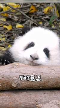 熊猫和花 ：姨姨，请问你有被我可爱到吗？