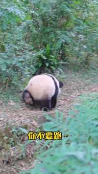 大熊猫福多多 ：爷爷你不要跑，欺负我腿短嗦~