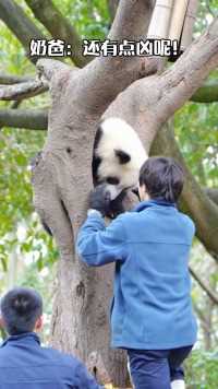 大熊猫 奶爸：完了！熊孩子收不回去了怎么办？在线等 急！