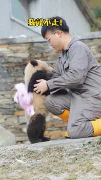 大熊猫 苏琳崽：求求你啦！抱抱我我嘛！
