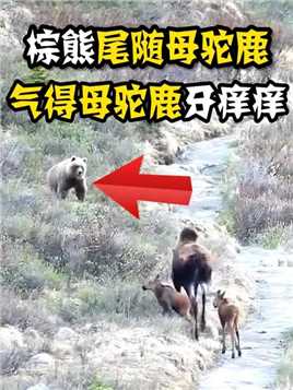 棕熊追杀驼鹿母子，却遭到母驼鹿的强烈反击，不惜与棕熊拼死一战