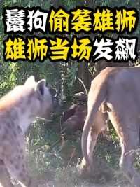 鬣狗偷袭雄狮，对着它使出自己的掏肛绝技，下一秒雄狮教它做狗