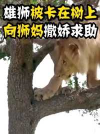 雄狮爬树被困在上面，只能向狮妈撒娇求助，场面既尴尬又好笑