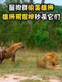鬣狗群试图偷袭雄狮，雄狮仅用一个眼神，就把它们吓得瑟瑟发抖